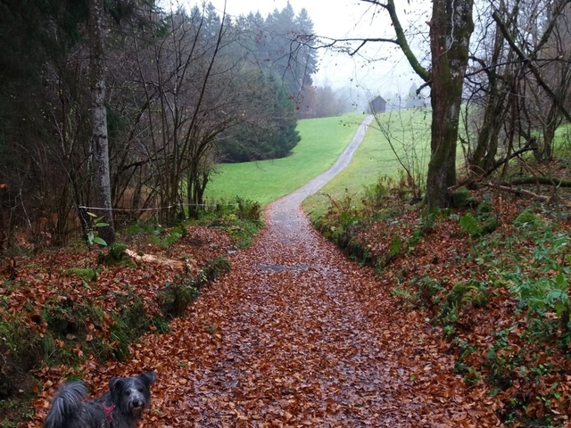 Obemaiselstein 2017 (11)